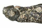 Iridescent Ammonite (Deshayesites & Aconeceras) Cluster #301357-1